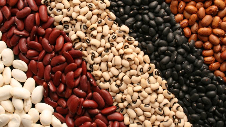 Five different types of beans next to one another