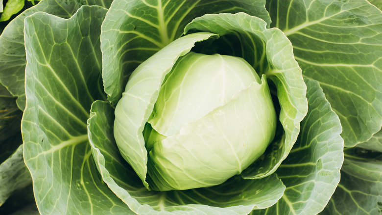 close up of a large fresh cabbage