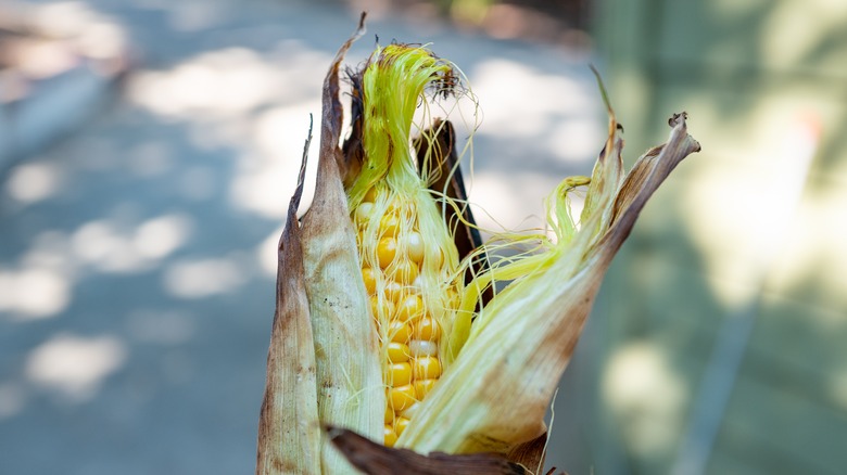 Partially shucked corn with a dry husk