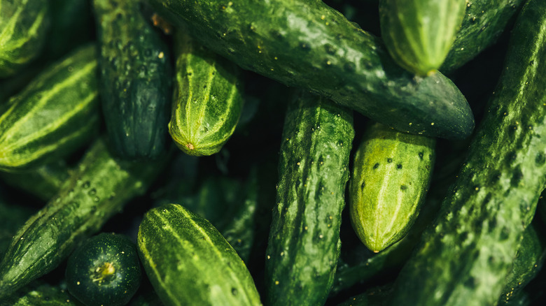 Close-up photo of cucumbers in a pile