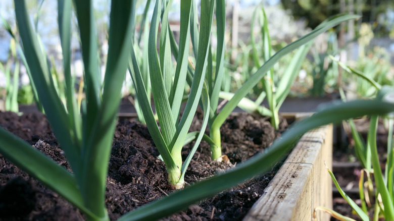 close-up of leeks growing in a garden