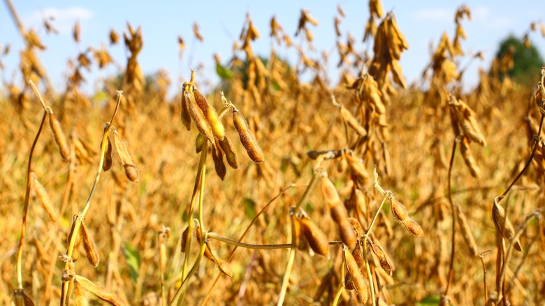 Grain soybeans in the field