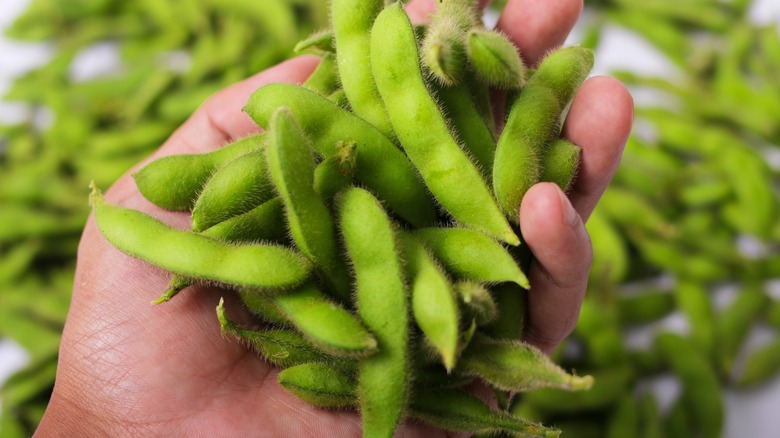 Hand holding several edamame pods