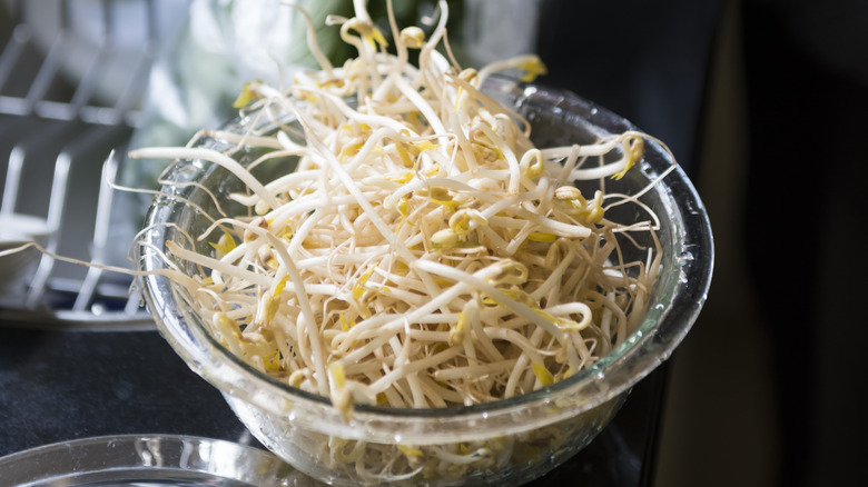 A bowl of bean sprouts on a counter