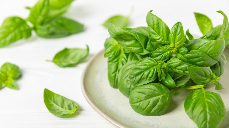 Basil leaves sitting on a plate and white surface