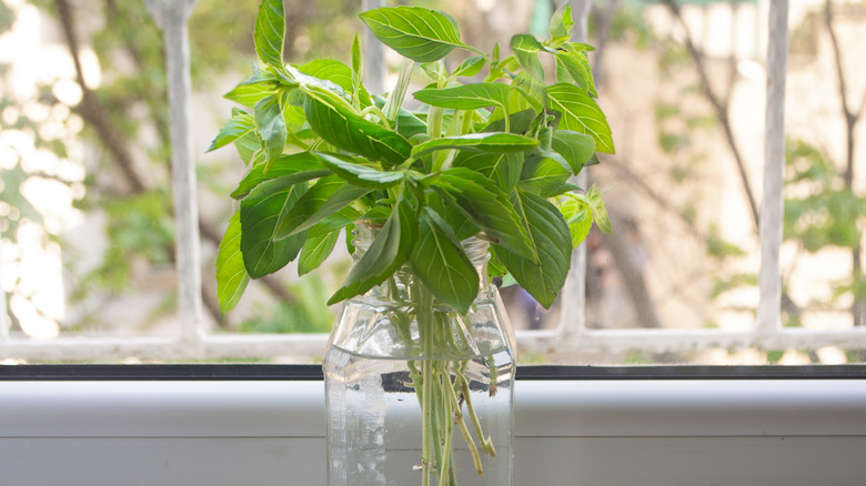 Basil stalks in a glass of water