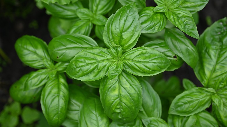 Bright green leaves of a basil plant