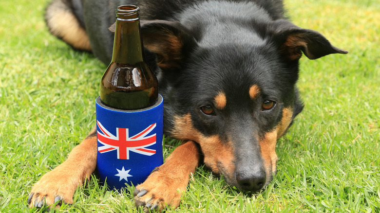 Dog with a stubby holder with the Australian flag and bottle