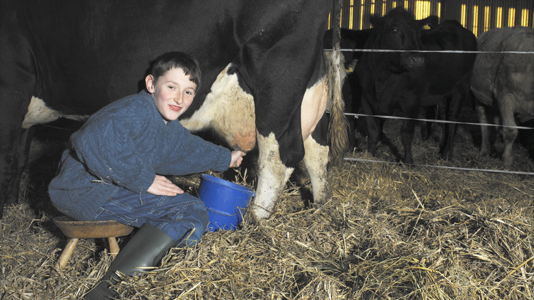 Boy milking cow