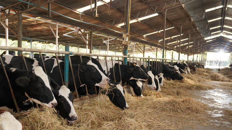 Cows at a dairy farm