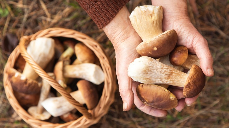 hands holding porcini mushrooms