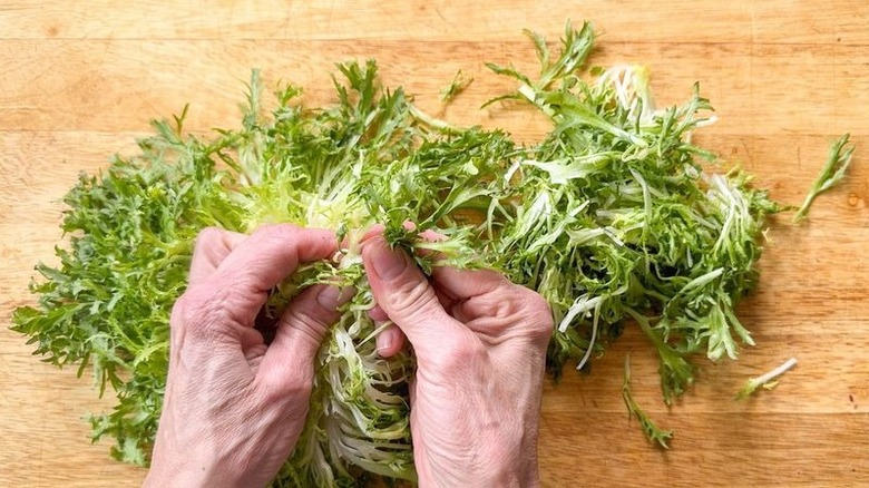 Tearing frisee lettuce into bite-sized pieces