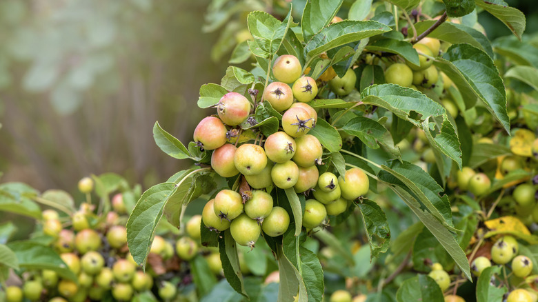 Crab apples on tree