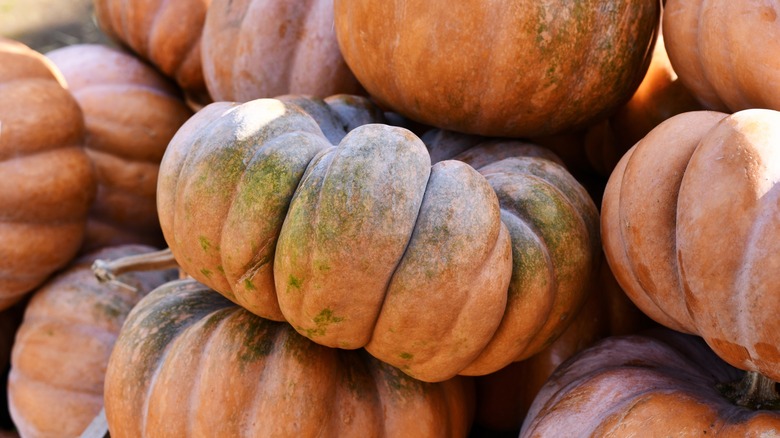 pumpkins with green spots