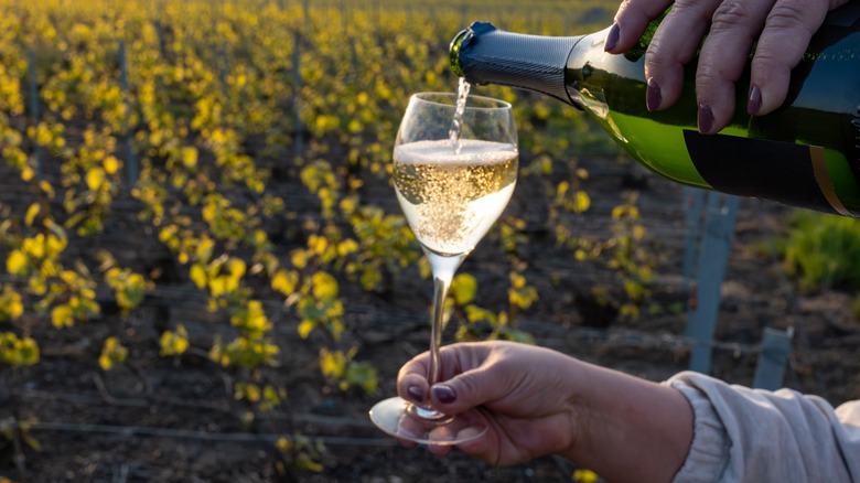 Person pouring Champagne in a glass against a vineyard