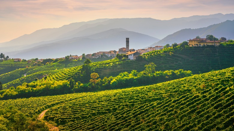 Prosecco wine region