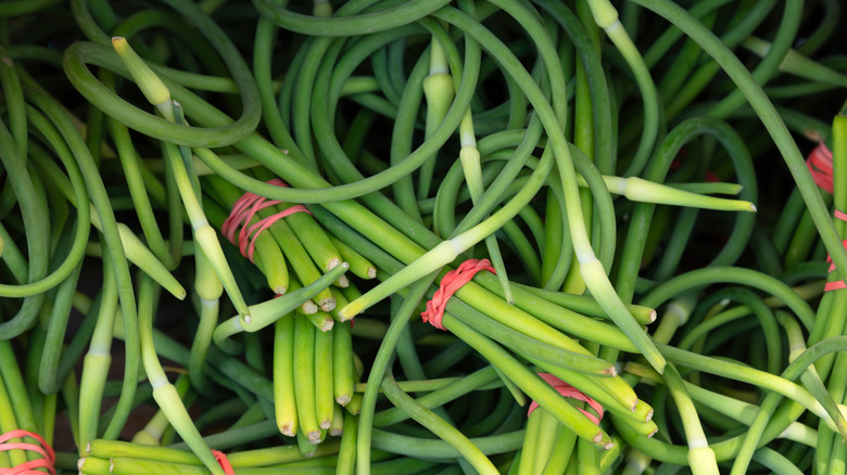 Bunches of garlic scapes