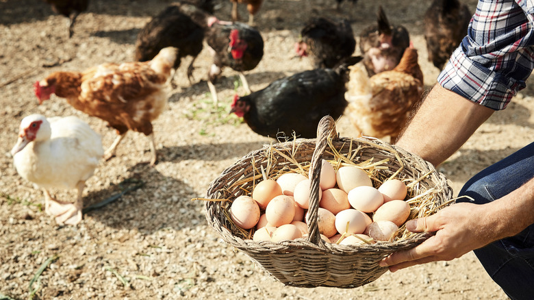 Farmer collects eggs from a poultry farm