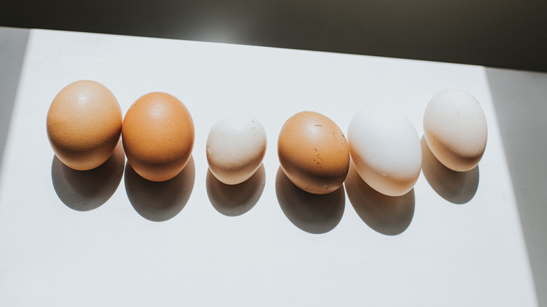 Different sizes and species of eggs lined up