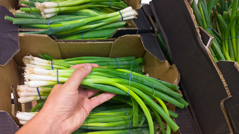 Person holding bundle of green onions