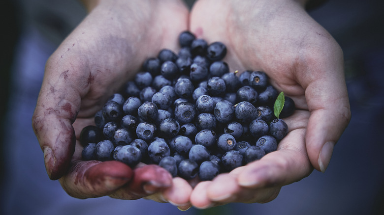 Hands full of blueberries