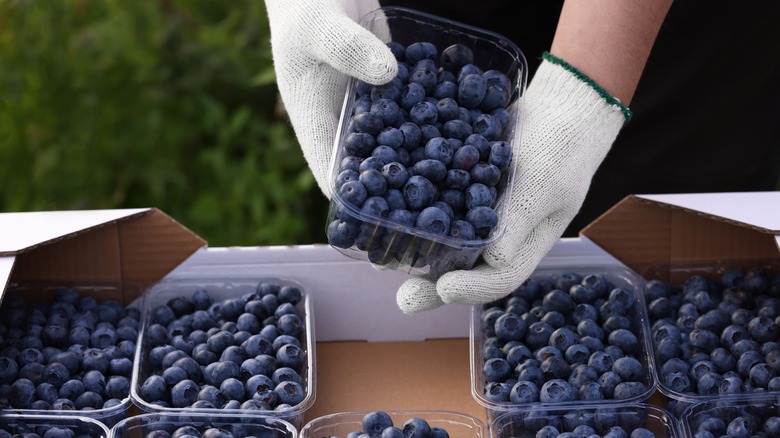 Hands holding container of blueberries