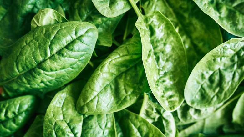 raw spinach leaves