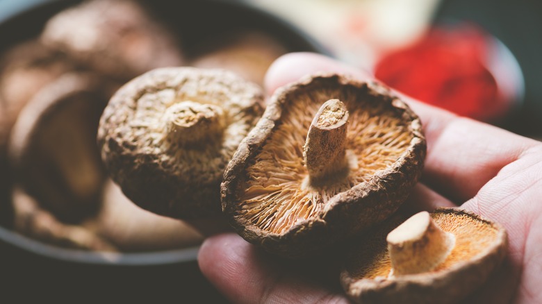 Hand holding shiitake mushrooms