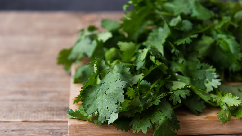 fresh bunch of cilantro on chopping board