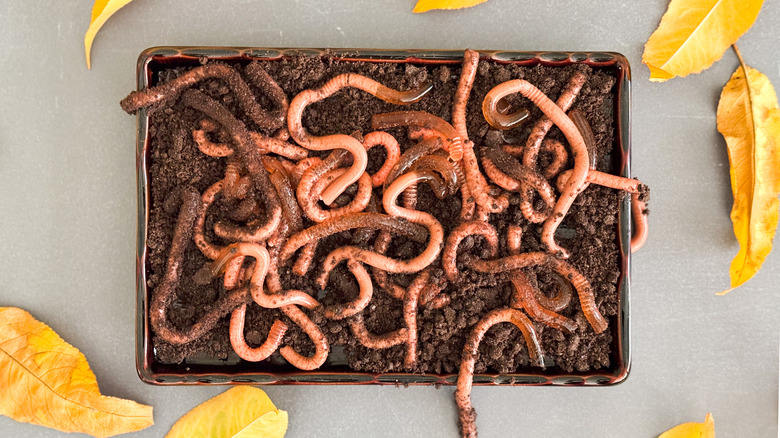 gelatin worms on brownies