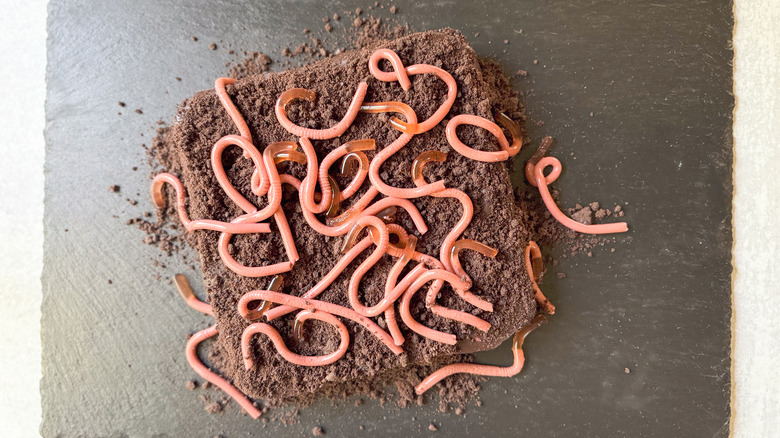 gelatin worms on brownies