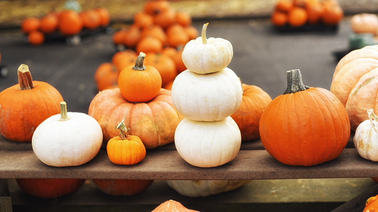 white and orange pumpkins sat on a bench