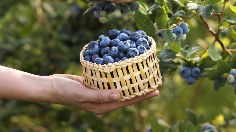 Someone picking fresh blueberries