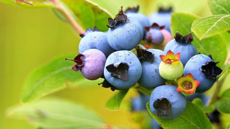 Wild blueberries on stem