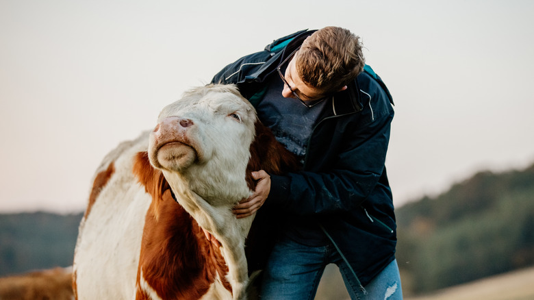 Man petting a cow