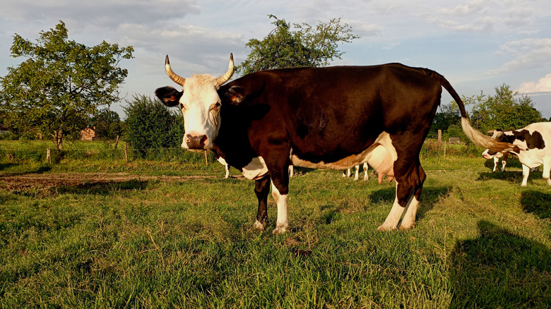 A cow in a field