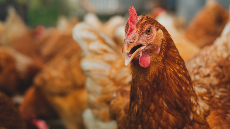 close-up of cage-free chicken with blurred chickens in background