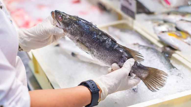 Gloved hands holding a fish