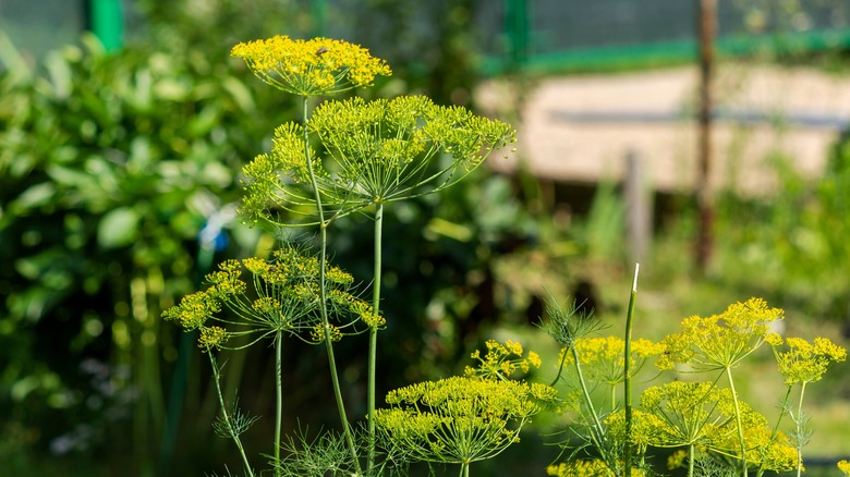 flowering dill heads in foreground