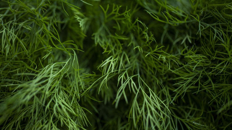 closeup shot of dill fronds