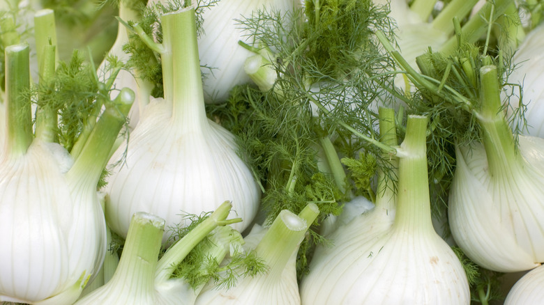 fennel bulbs arranged on table