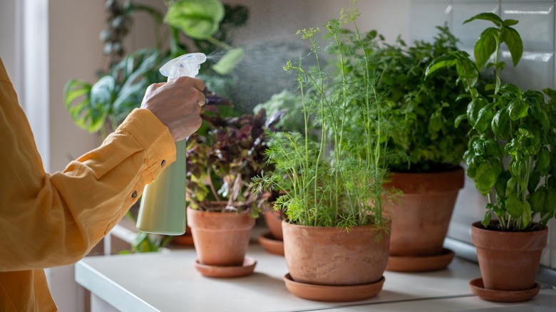 woman misting herbs in pots