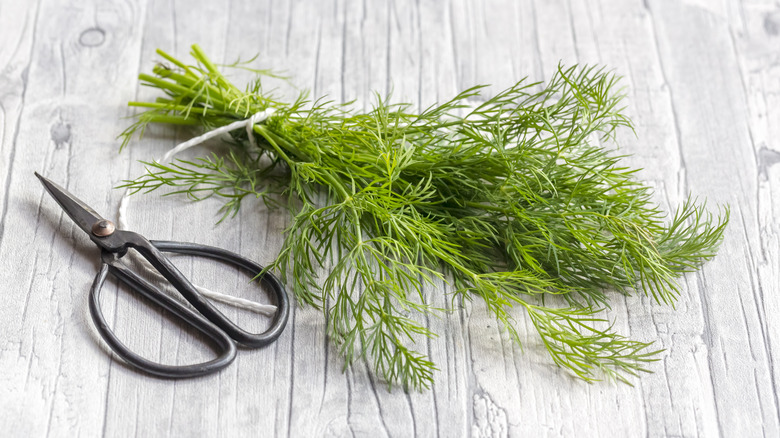 bundle of dill with scissors