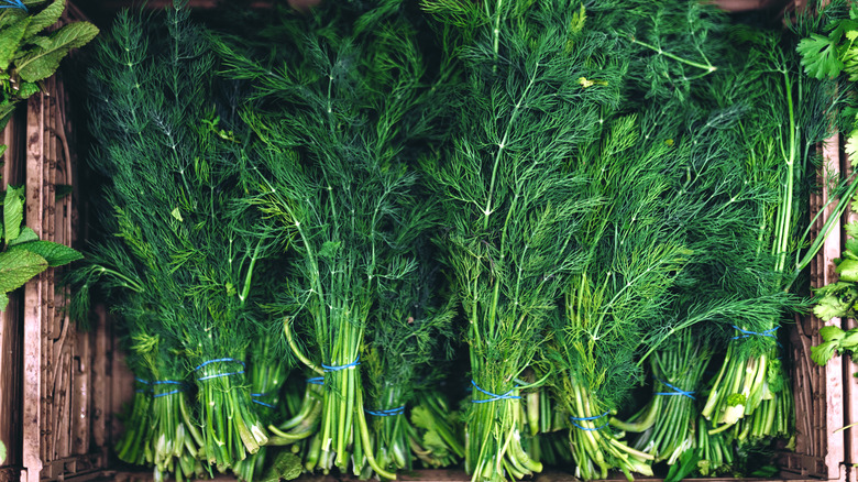 dill bundles arranged in row