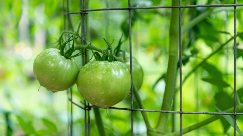 green tomatoes on vine