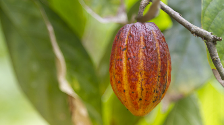 cacao pod hanging in tree