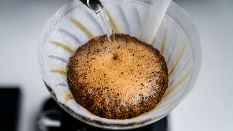 closeup of blooming coffee