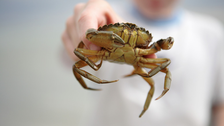 Clean crab ready for cooking