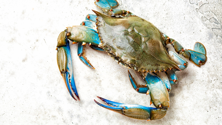 Blue crab on white background