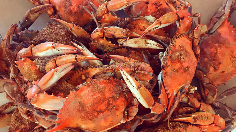 Steamed Maryland crabs in pile